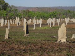 16-Magnetic Termite Mounds, Litchfield NP